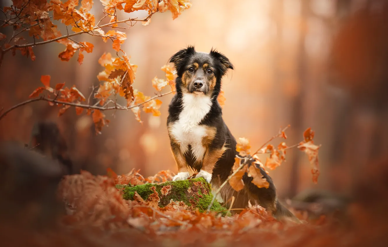 Photo wallpaper autumn, branches, stump, dog, bokeh