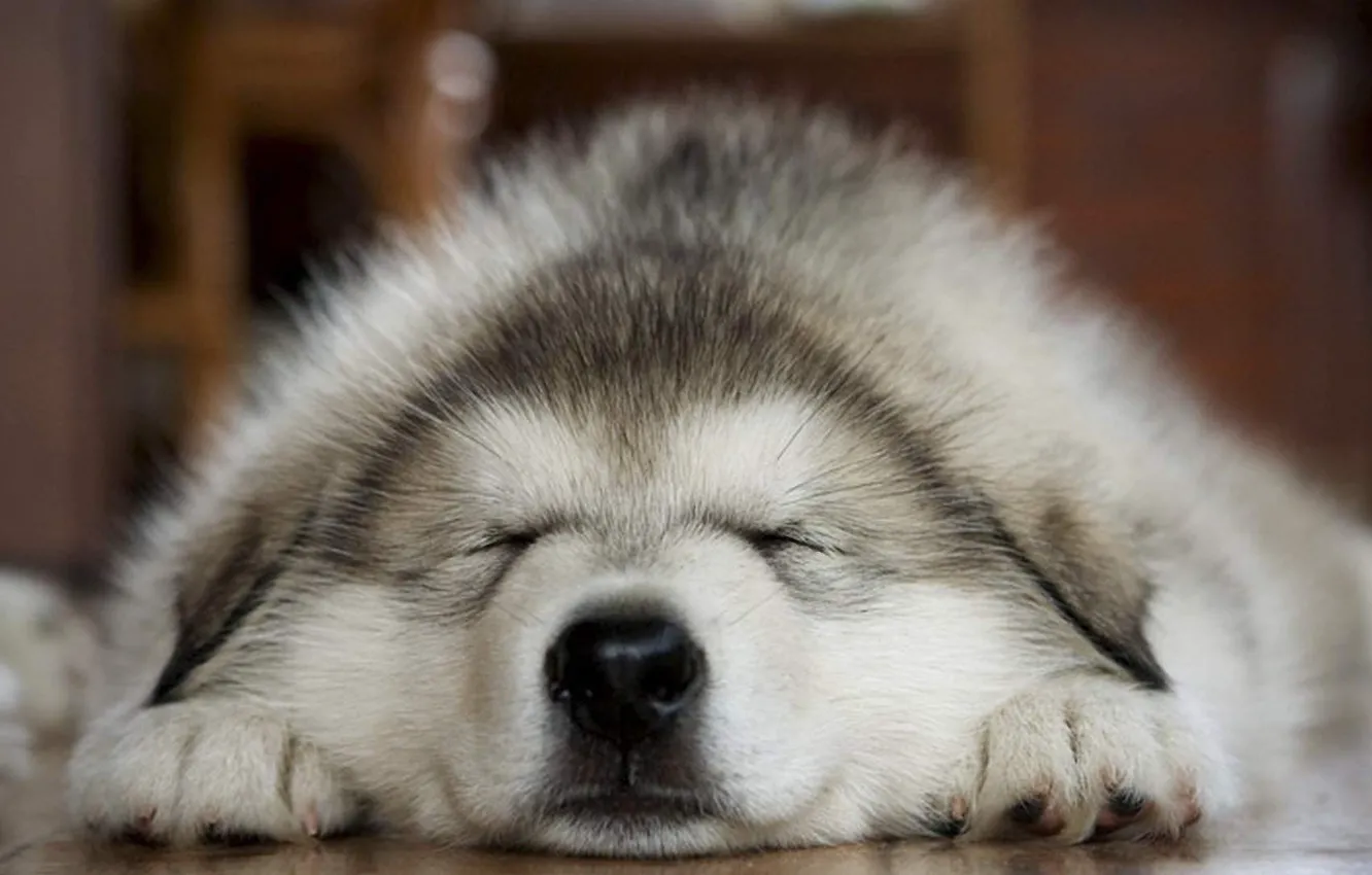 Photo wallpaper face, dog, sleeping, grey, fluffy