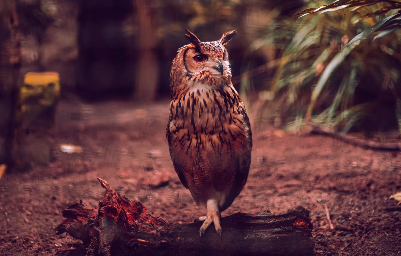 Photo wallpaper the dark background, owl, bird, log, bokeh, owl
