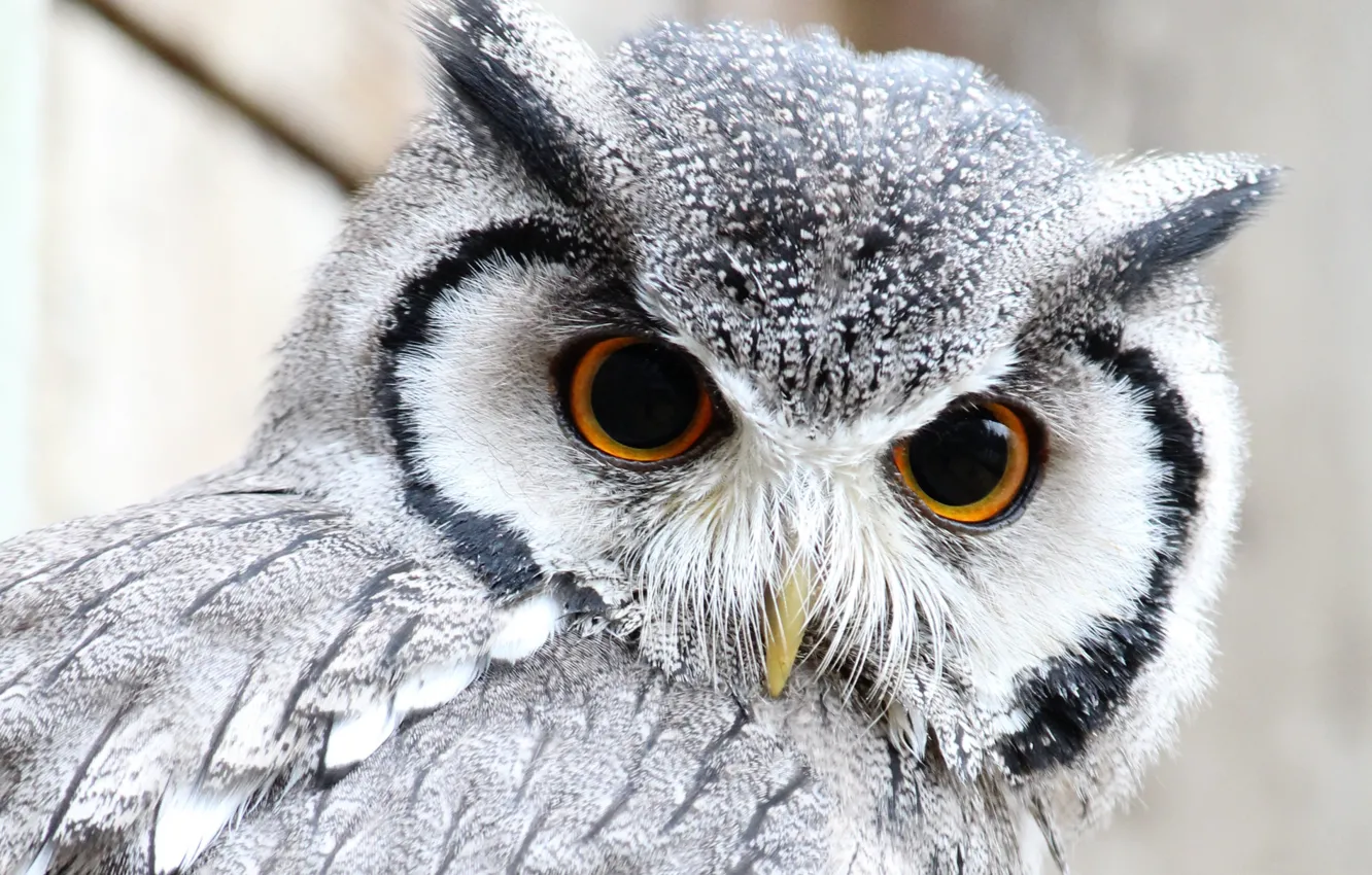 Photo wallpaper eyes, owl, feathers, beak