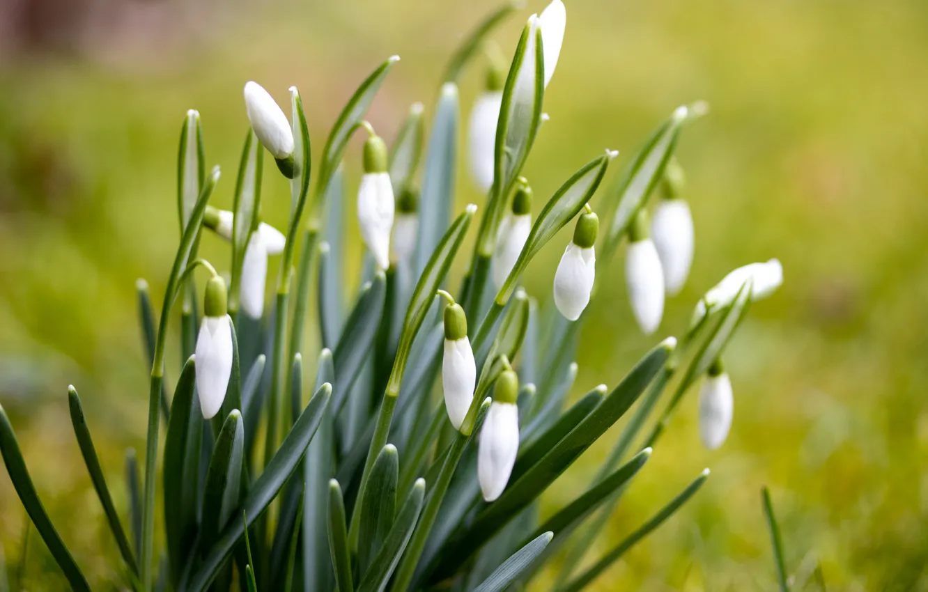 Photo wallpaper flowers, spring, snowdrops, white, bushes