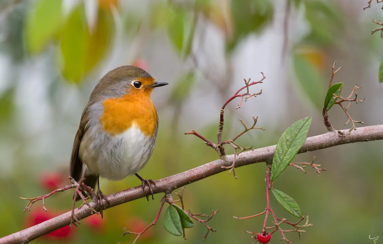 Photo wallpaper branches, bird, Robin
