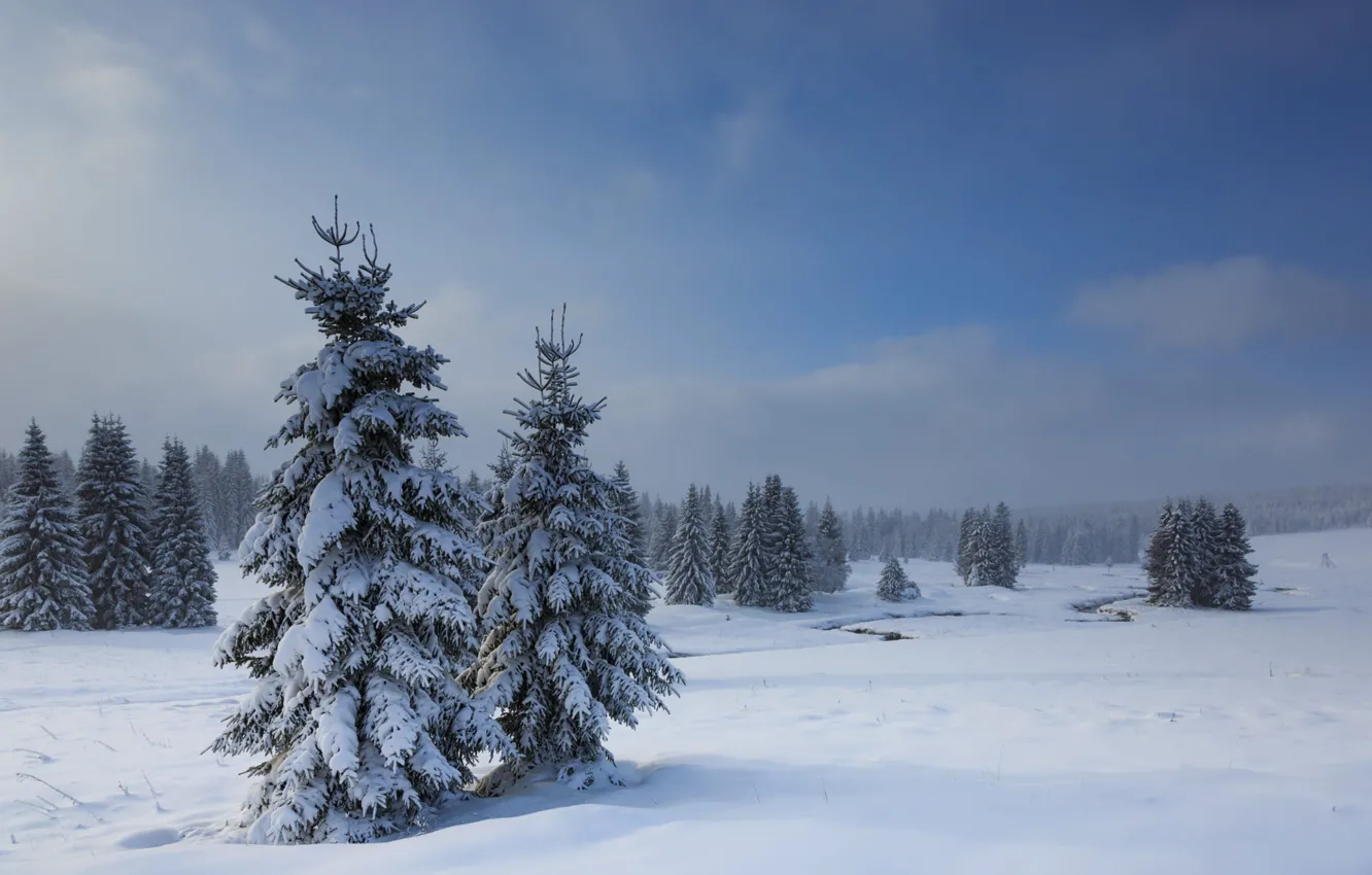 Photo wallpaper winter, snow, ate