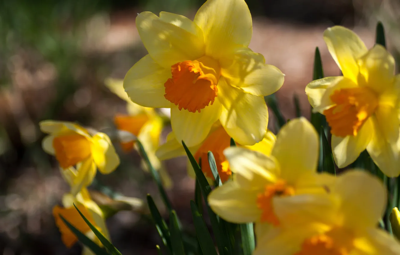 Photo wallpaper flowers, yellow, spring, Sunny, daffodils