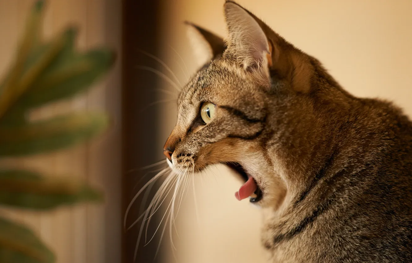 Photo wallpaper cat, cat, profile, yawn