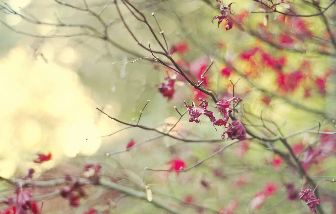 Photo wallpaper leaves, branches, nature