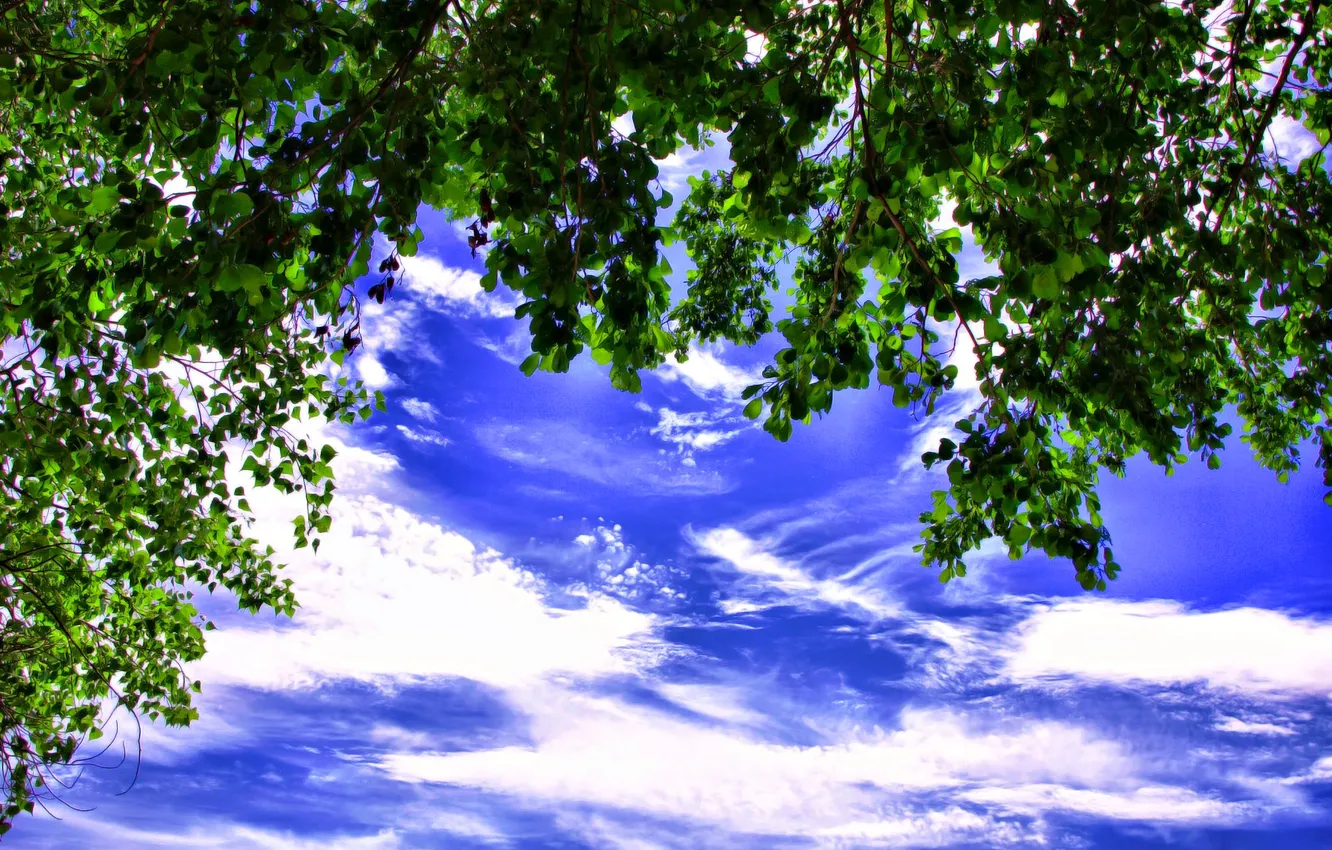 Photo wallpaper the sky, leaves, clouds, trees, branches