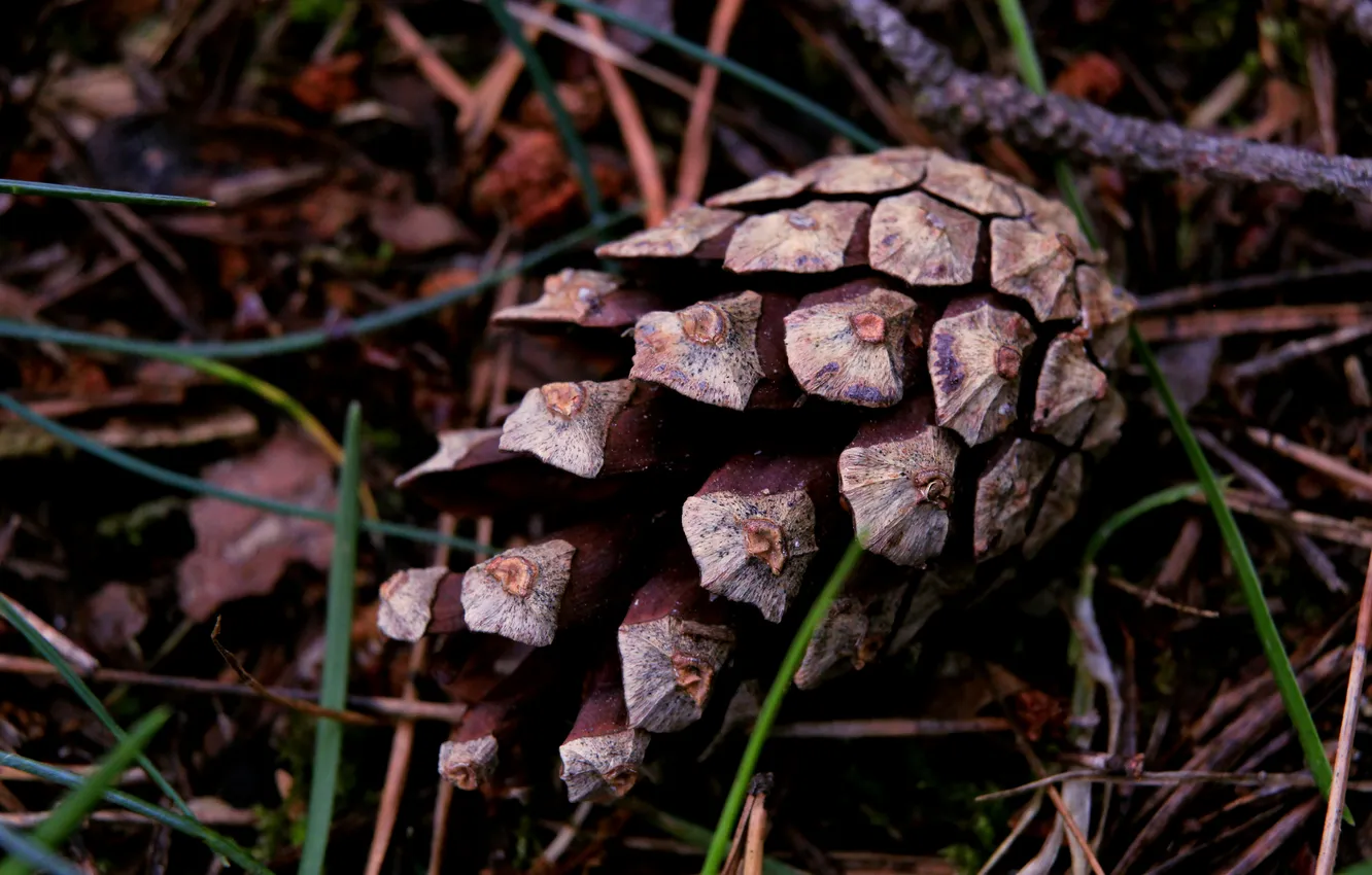 Photo wallpaper lying down, dry, cone