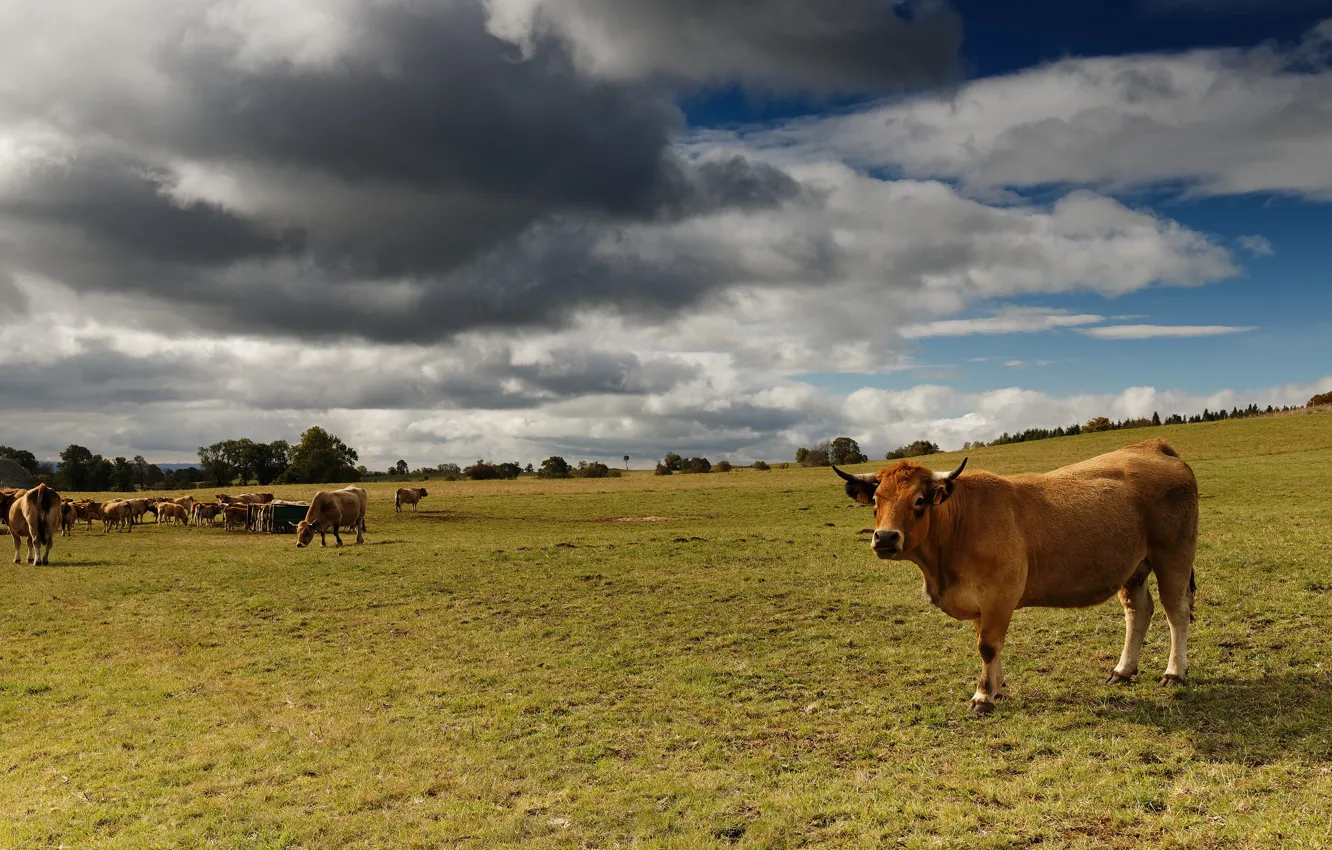 Photo wallpaper field, cow, cows, pasture, the herd