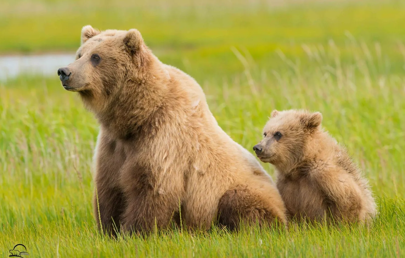 Photo wallpaper grass, bear, Alaska, bear, Alaska, cub, bear, Lake Clark National Park