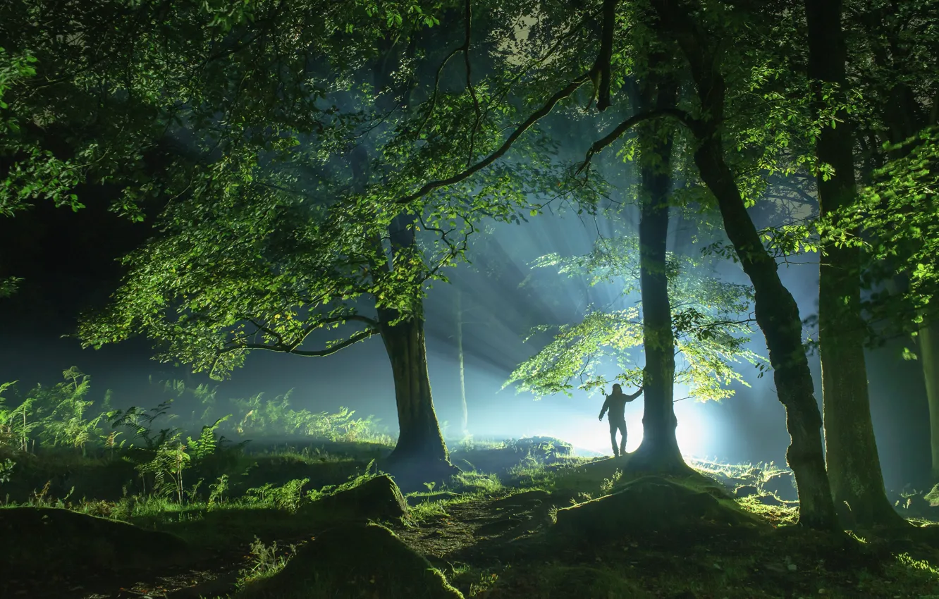 Photo wallpaper forest, light, trees, people