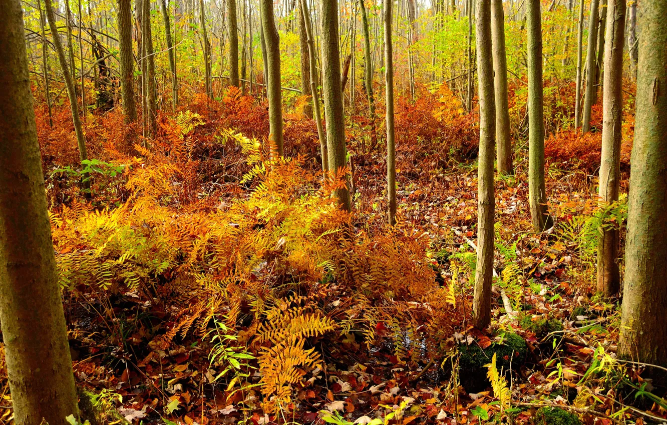 Photo wallpaper autumn, forest, grass, trees, trunk
