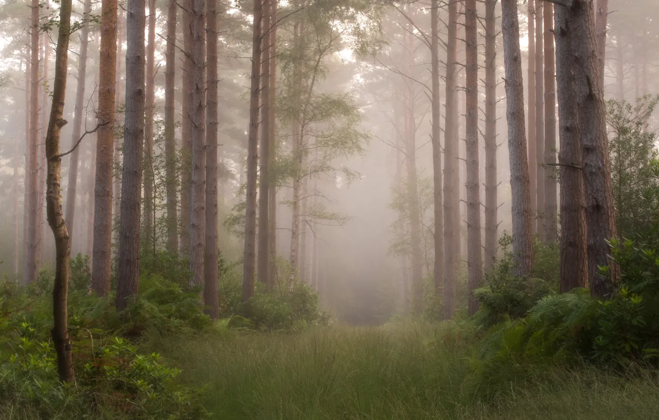 Photo wallpaper forest, grass, branches, fog, glade, morning, haze, trunk