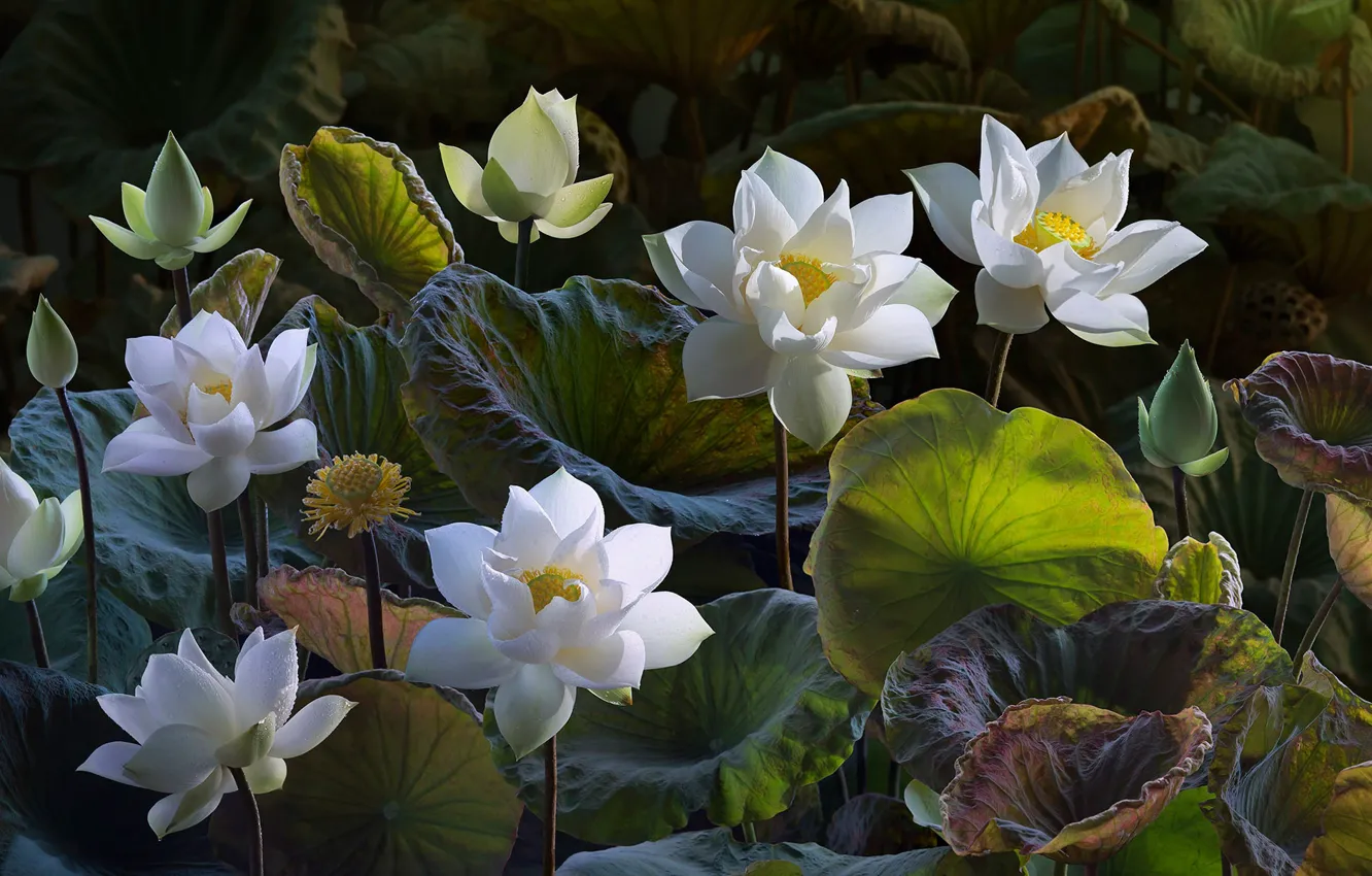 Photo wallpaper leaves, flowers, nature, treatment, art, Lotus, white, buds