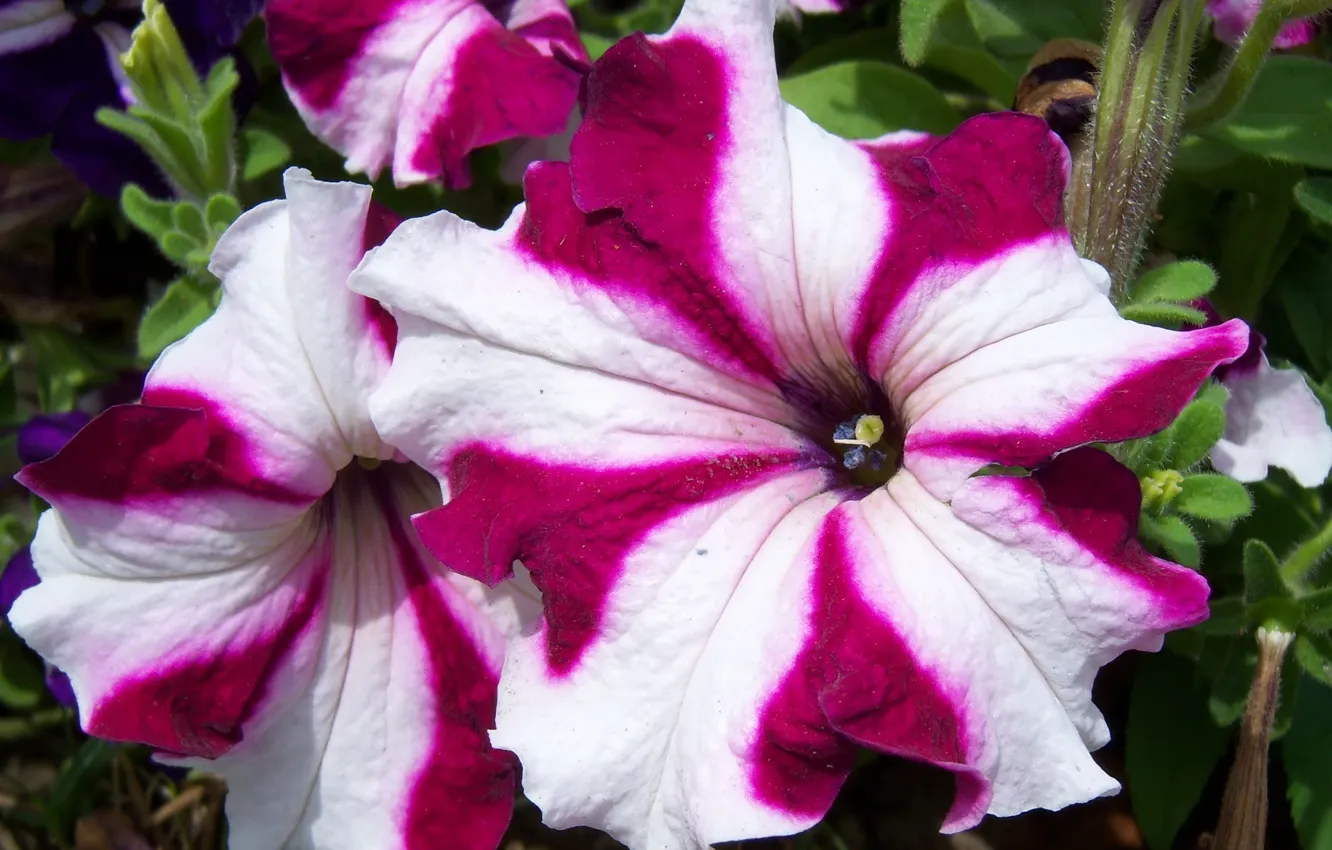 Photo wallpaper macro, flowers, Petunia, Meduzanol ©
