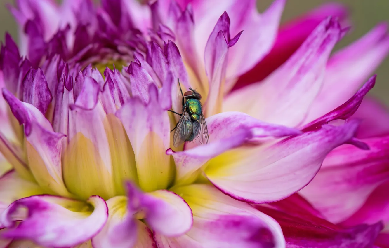 Photo wallpaper flower, macro, fly, insect, Dahlia, Wallpaper from lolita777