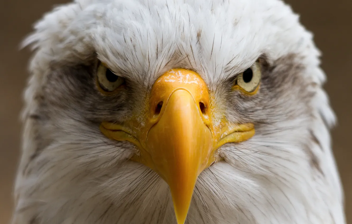 Photo wallpaper bird, portrait, beak, eagle