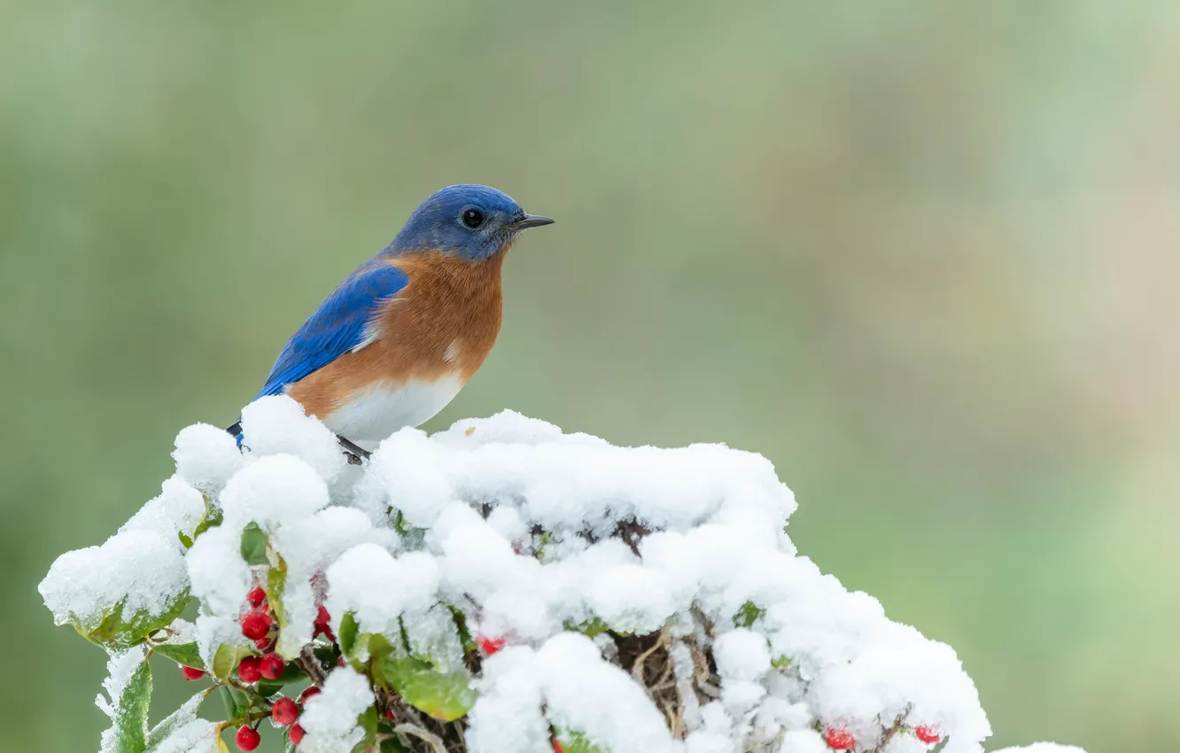 Photo wallpaper snow, background, winter, bird, leaves, berries, bird, branches