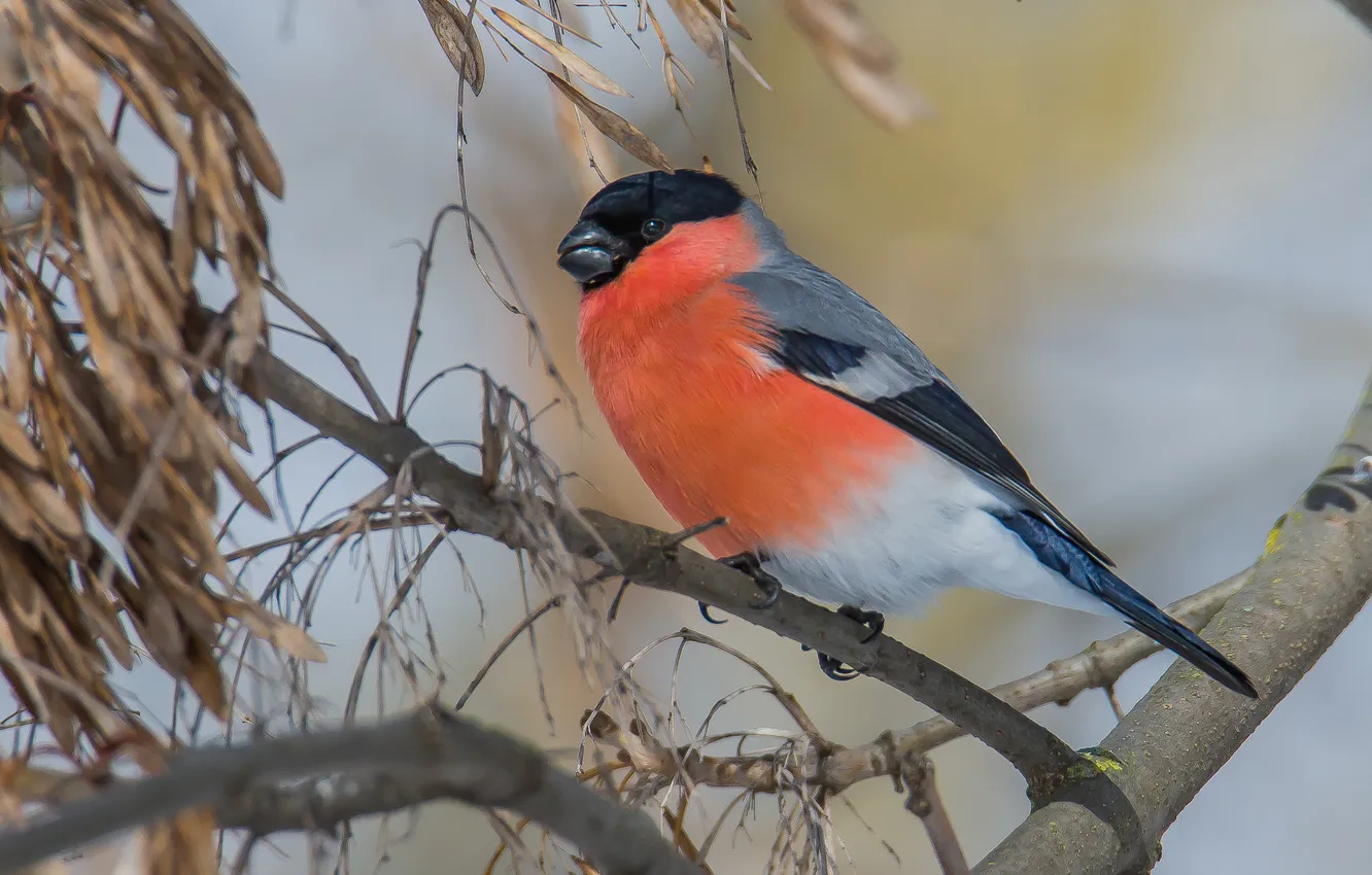 Photo wallpaper bird, bullfinch, photohunt