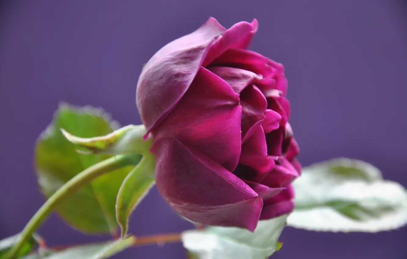 Photo wallpaper leaves, macro, roses, petals, buds