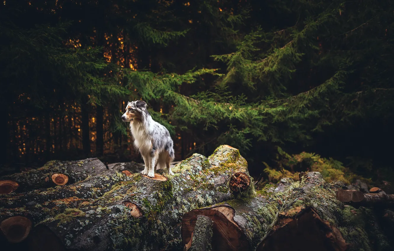 Photo wallpaper forest, nature, dog