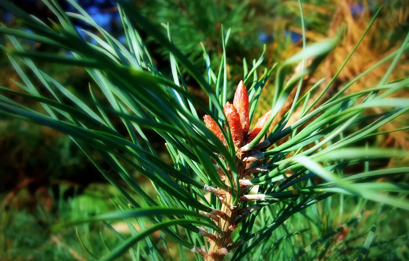 Photo wallpaper needles, branches, kidney, pine