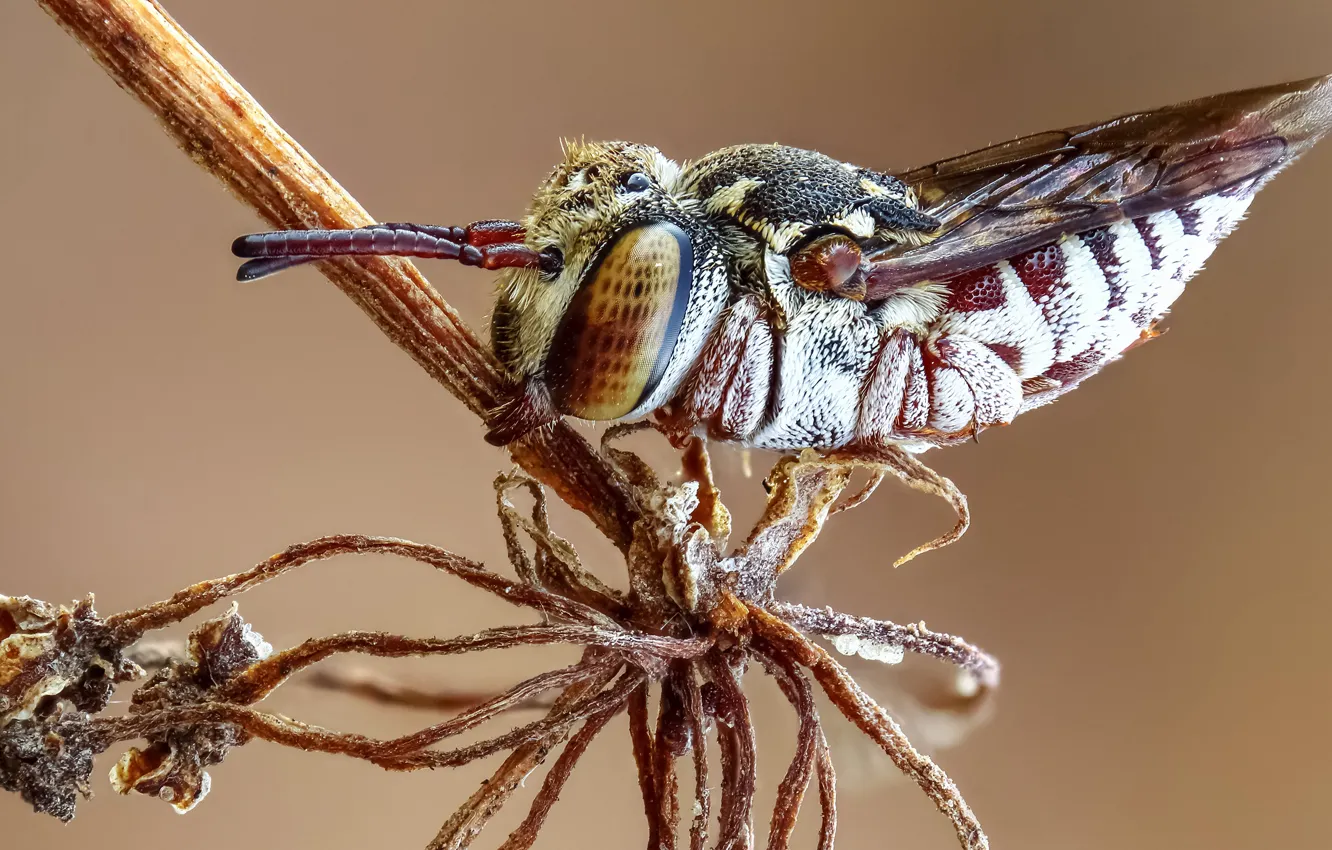 Photo wallpaper bee, plant, insect, eyes, fur, abdomen, celoxis, a genus of bees