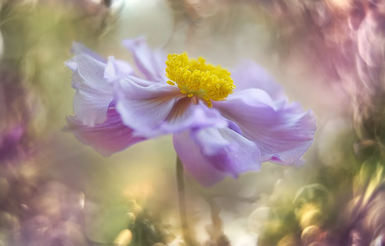 Photo wallpaper flower, macro, pink, anemone, art processing