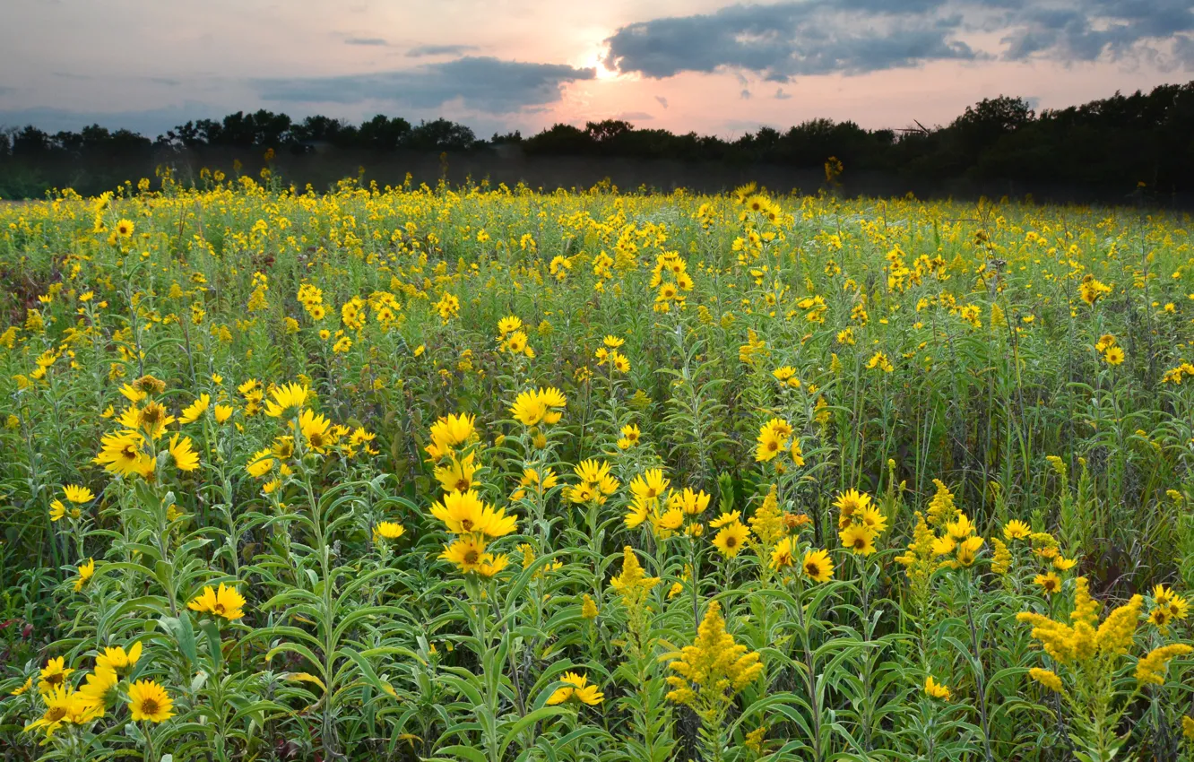 Photo wallpaper greens, field, forest, summer, the sky, the sun, clouds, sunflowers