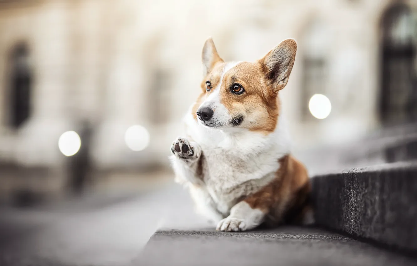 Photo wallpaper legs, dog, stage, face, bokeh, Welsh Corgi