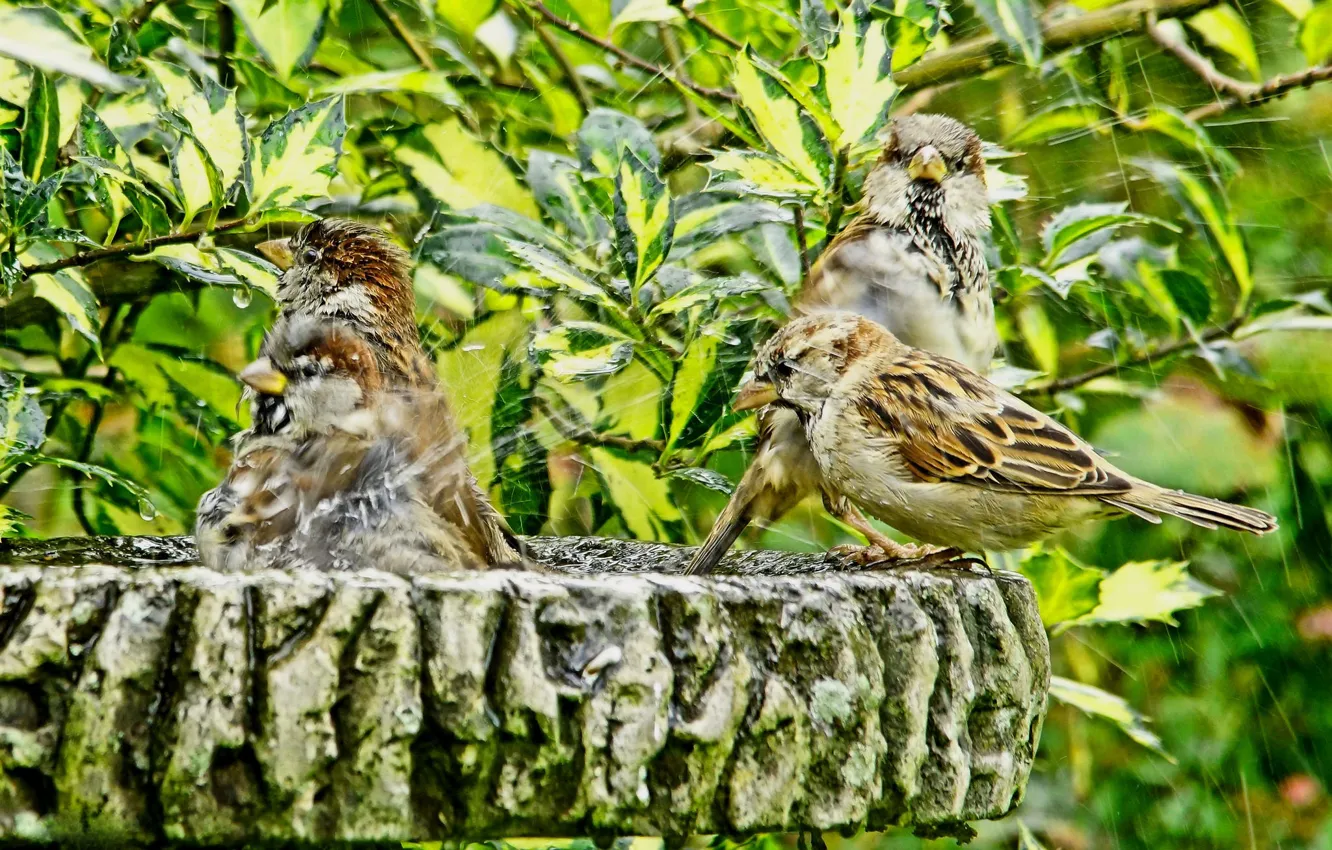 Photo wallpaper leaves, squirt, birds, branches, bathing, shower, sparrows, bath day