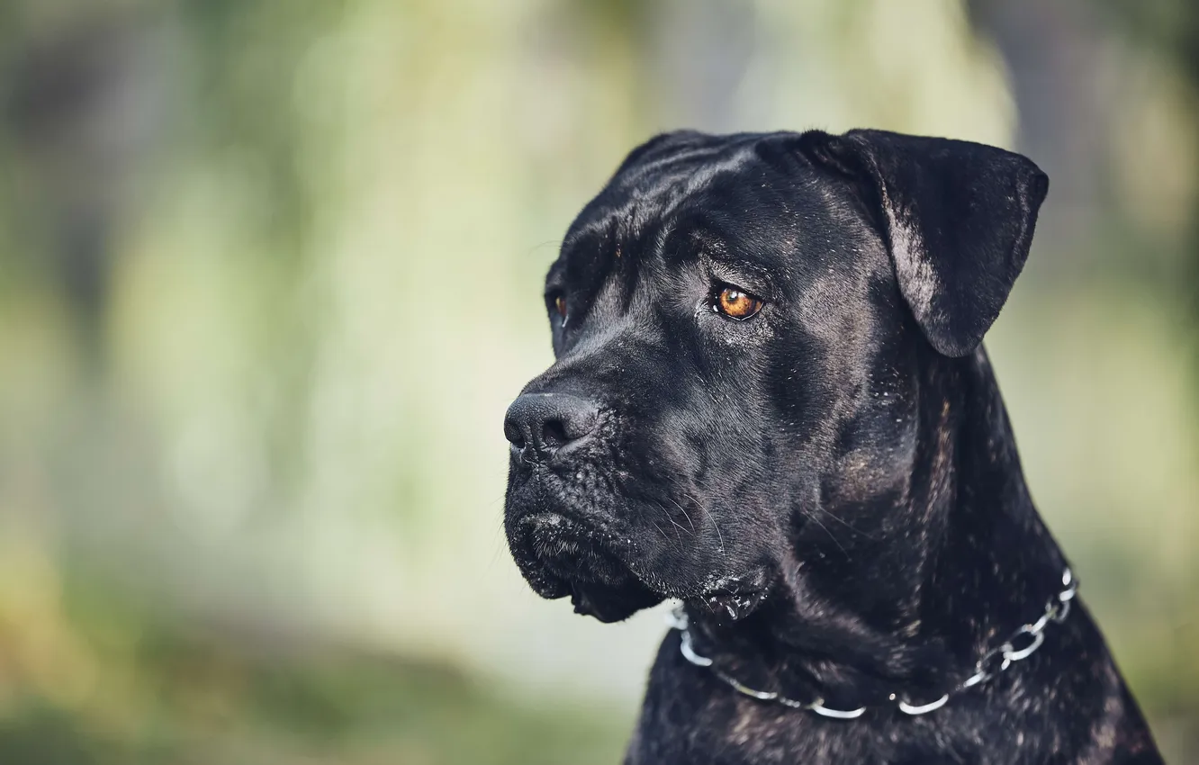 Photo wallpaper animals, dog, muzzle, Cane Corso