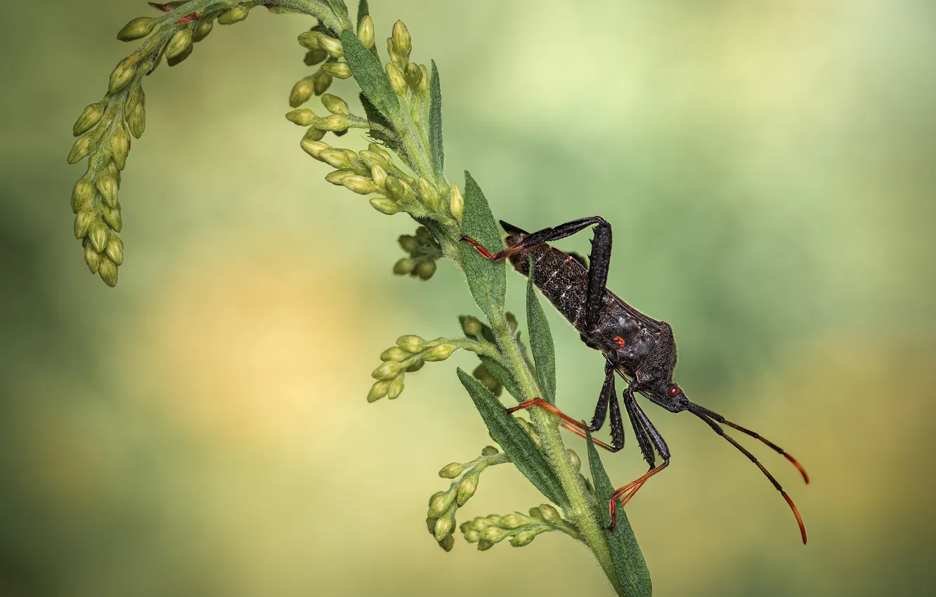 Photo wallpaper stem, bokeh, downhill, macro photography of insects, Atul Saluja, insects