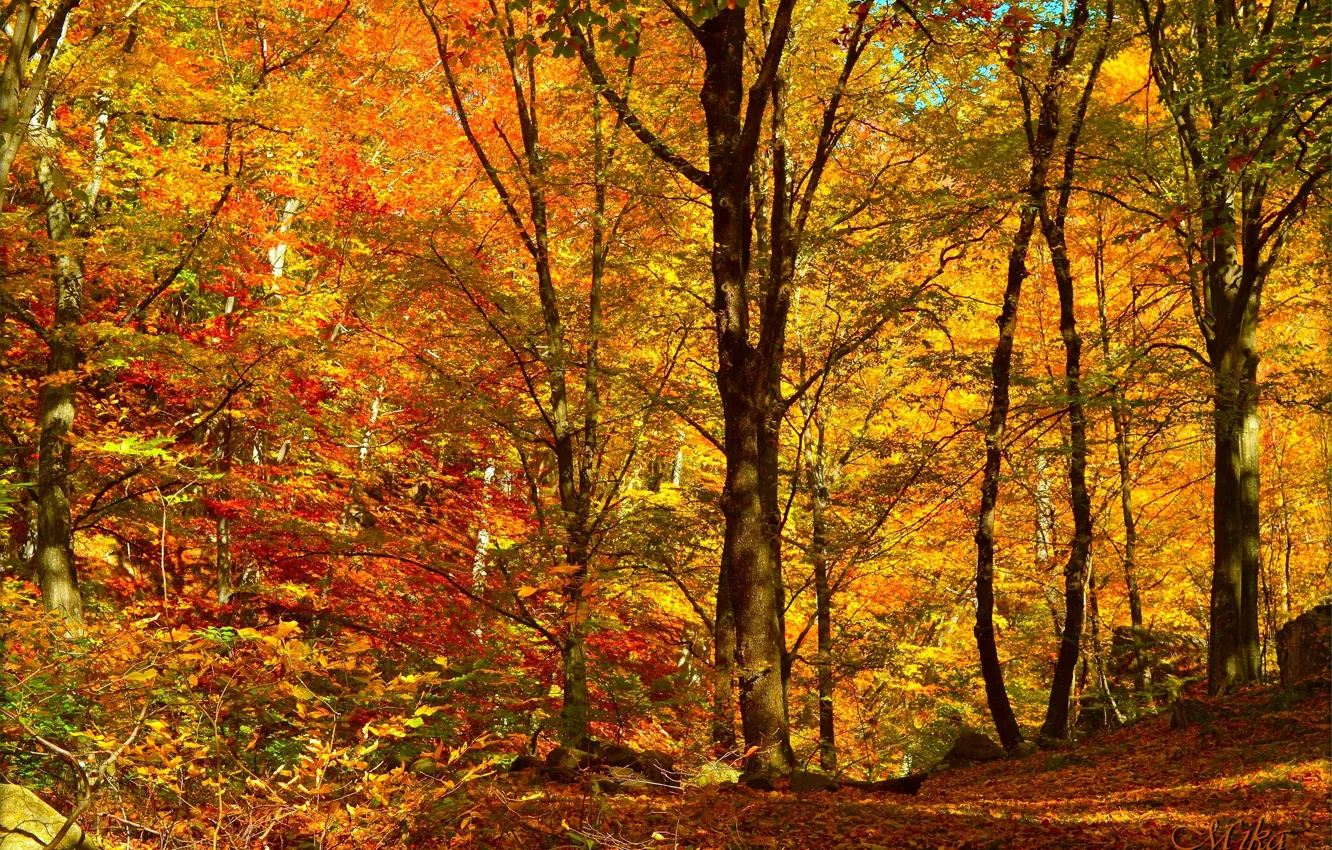 Photo wallpaper Autumn, Trees, Forest, Fall, Foliage, Autumn, Forest, Trees