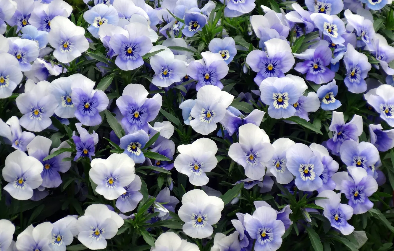 Photo wallpaper Pansy, viola, Viola tricolor