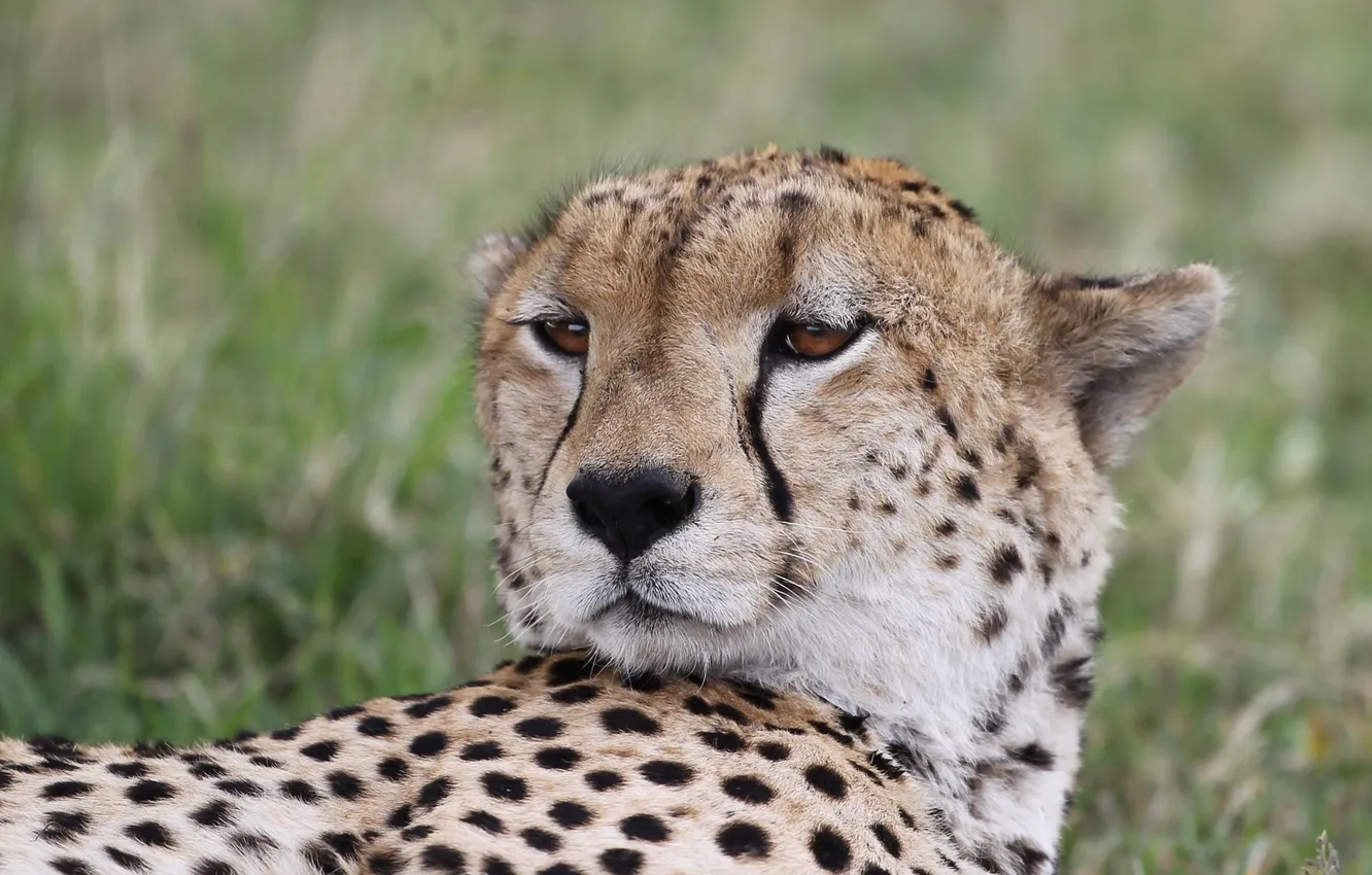 Photo wallpaper cat, face, stay, Cheetah