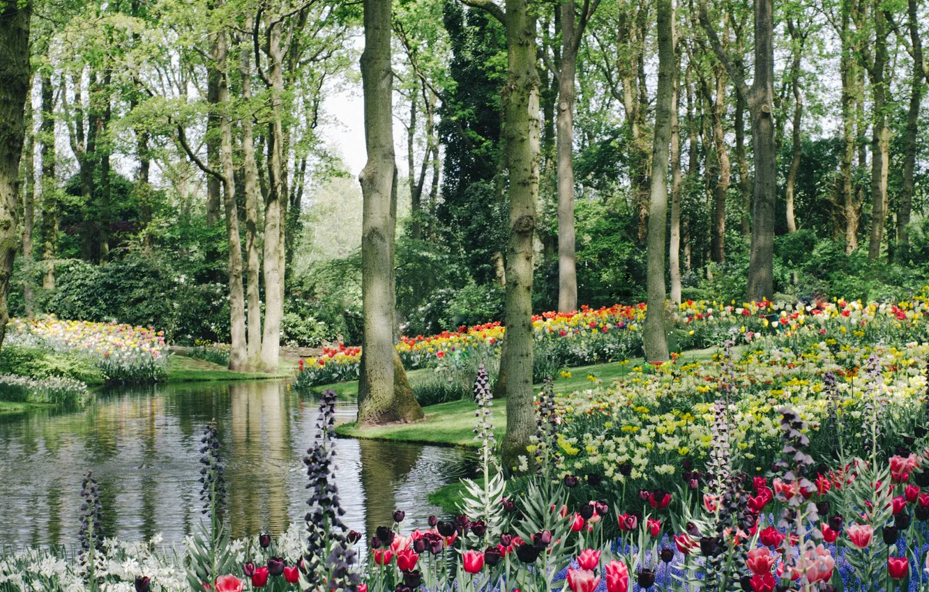 Photo wallpaper water, flowers, Keukenhof