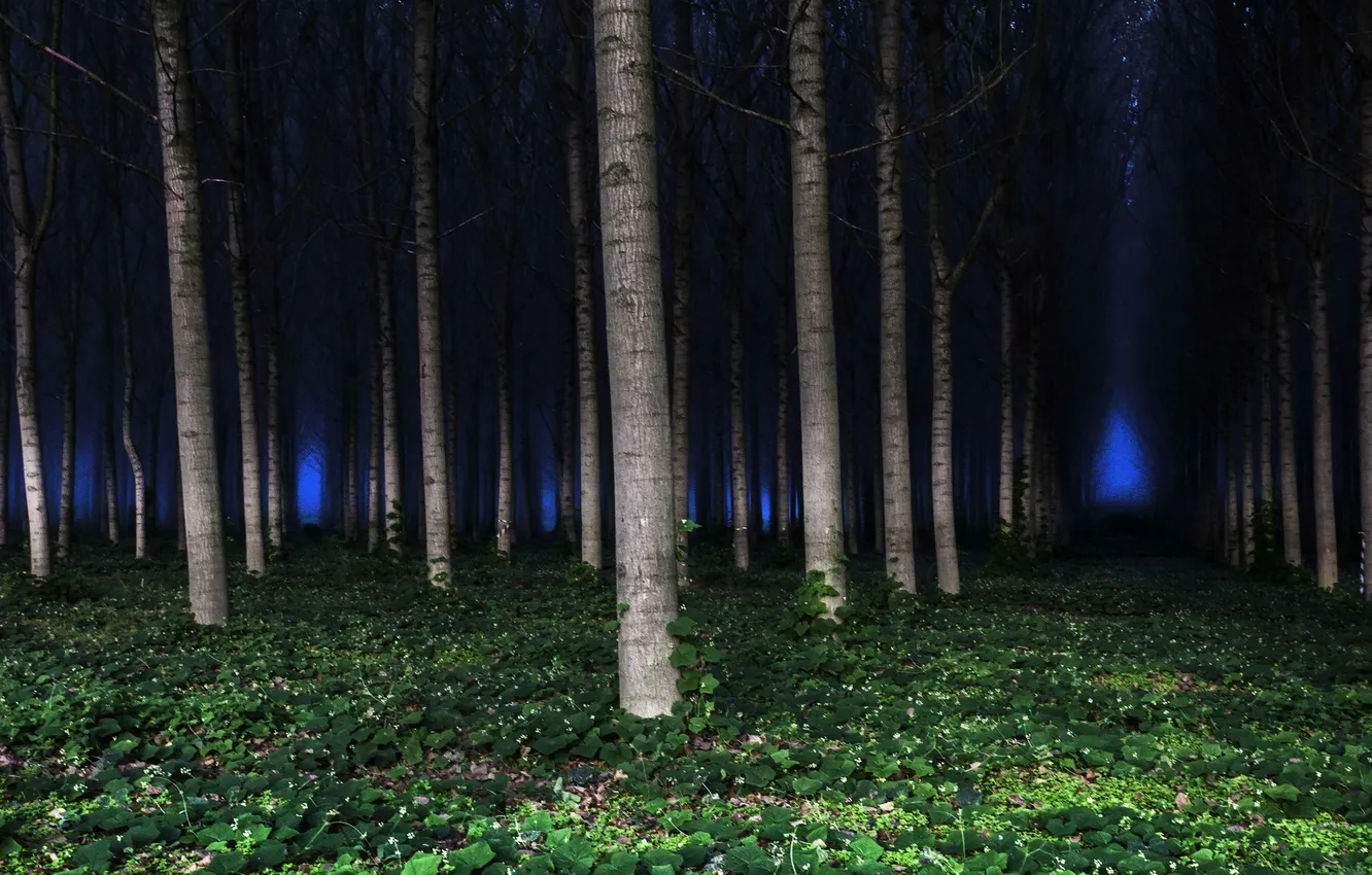 Photo wallpaper forest, trees, landscape, night