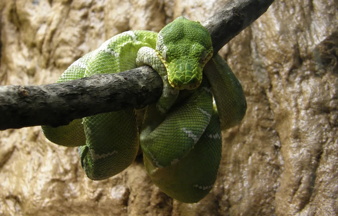 Photo wallpaper snake, branch, resting, green