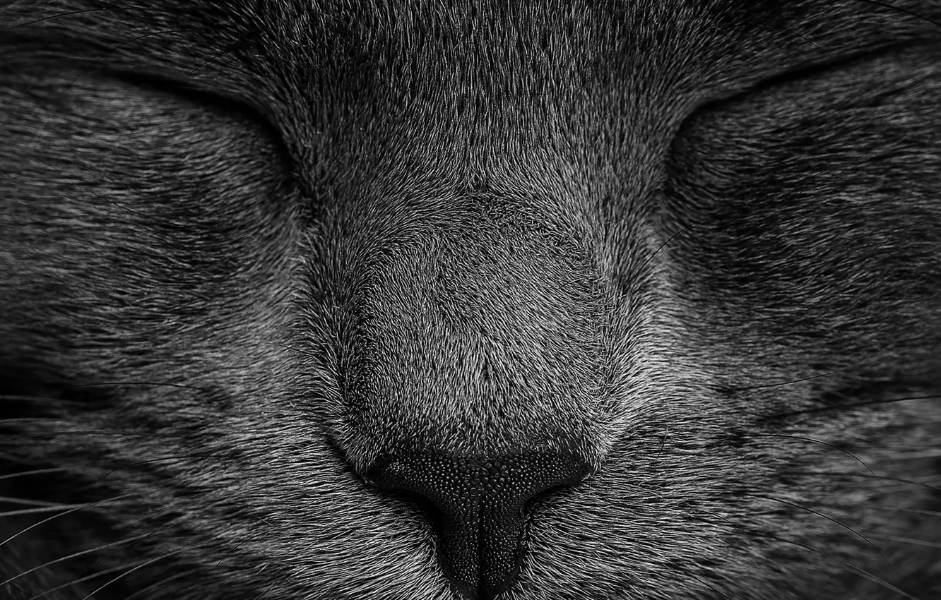 Photo wallpaper cat, gray, close up
