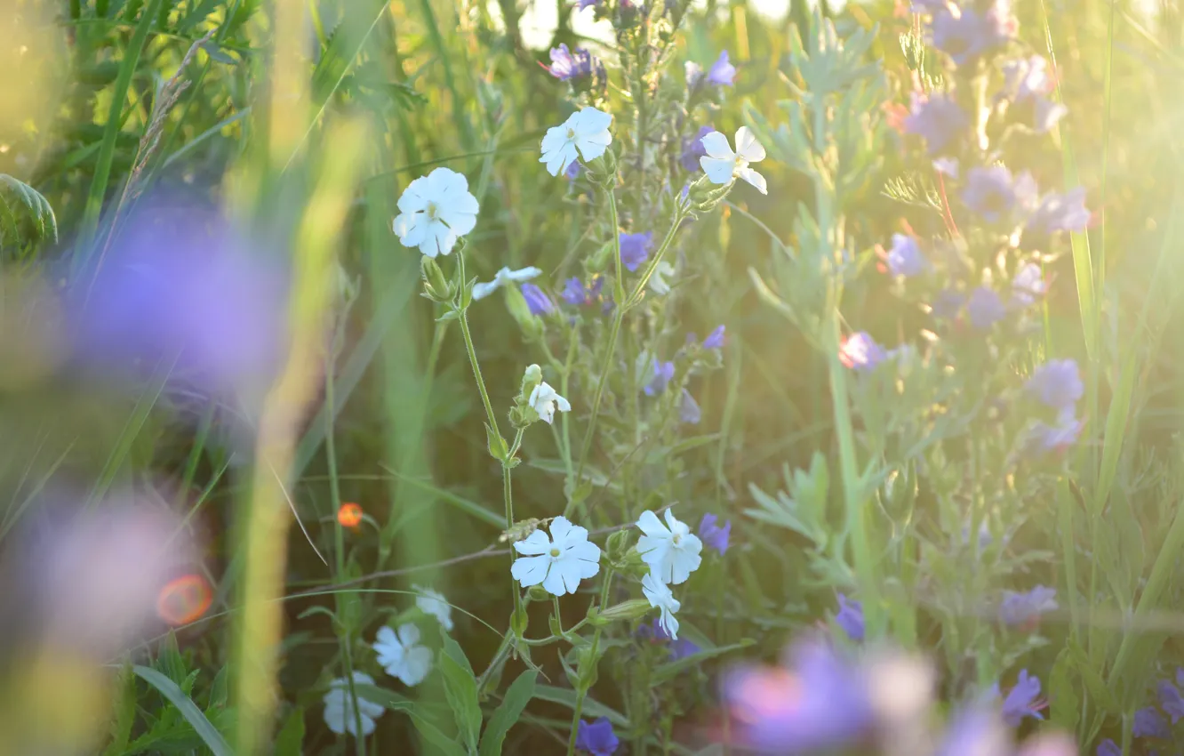 Photo wallpaper flowers, nature, white flowers
