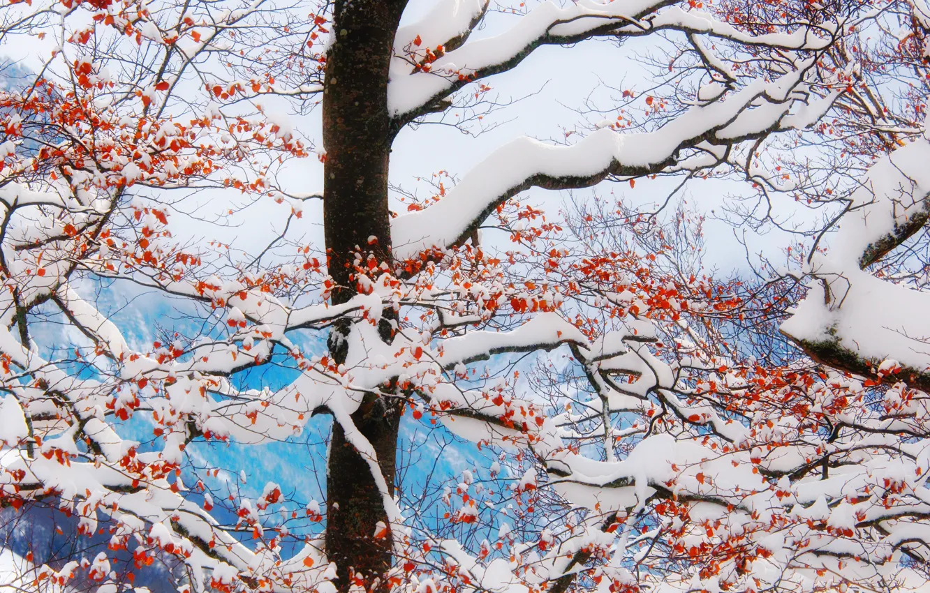 Photo wallpaper winter, snow, trees, branches, red, berries