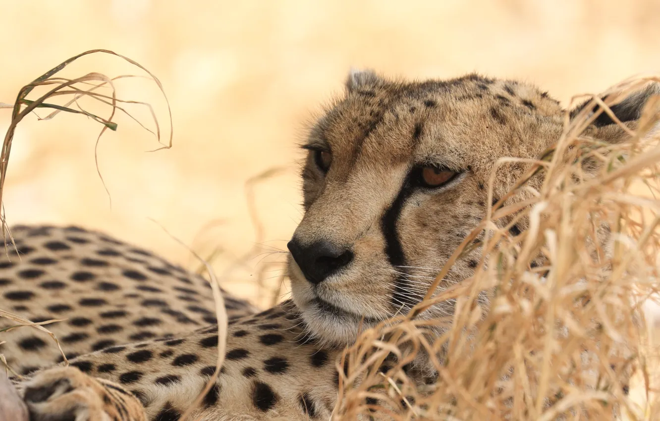 Photo wallpaper predator, Cheetah, wild cat