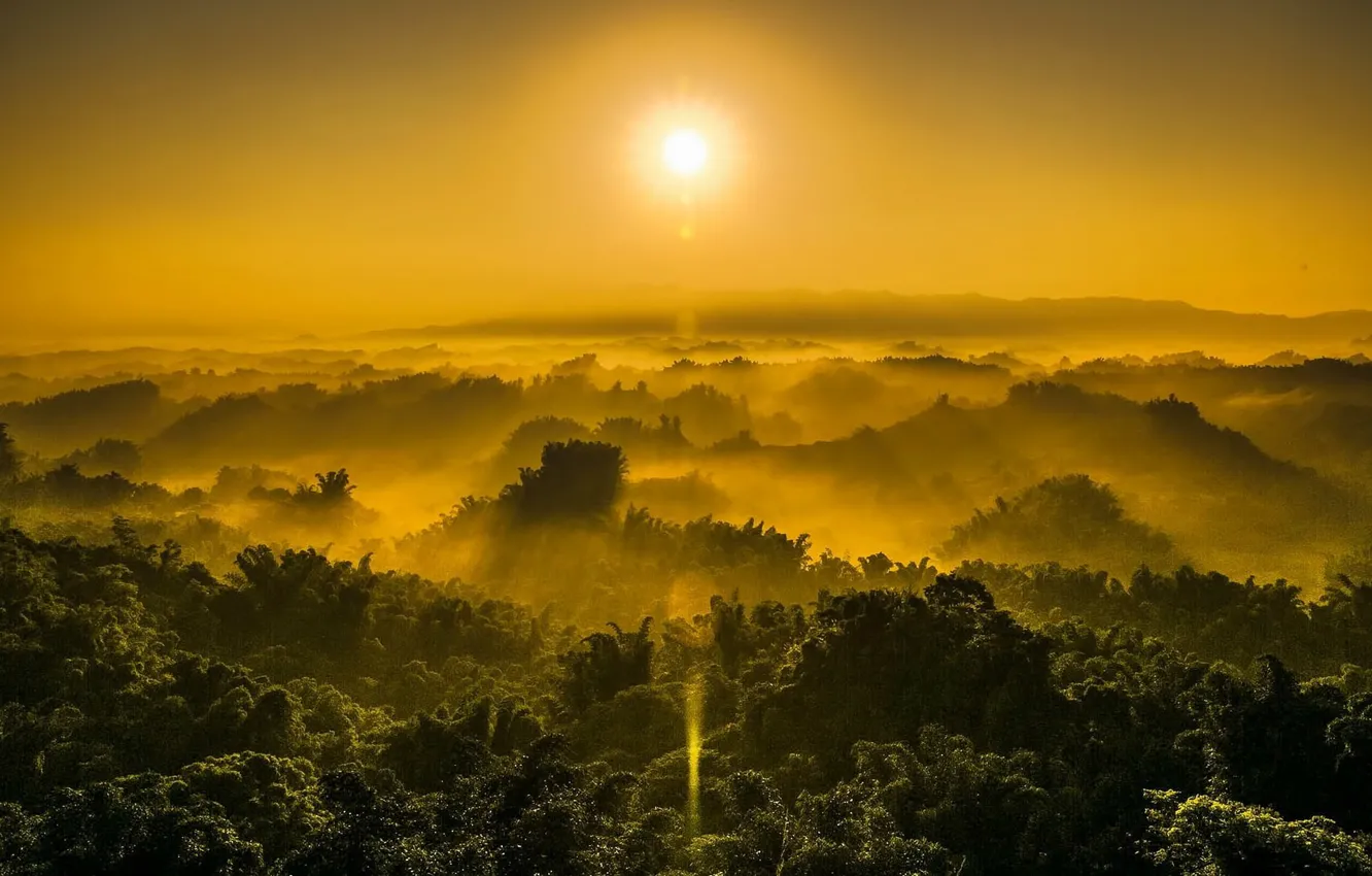 Photo wallpaper forest, the sky, the sun, fog, Hills