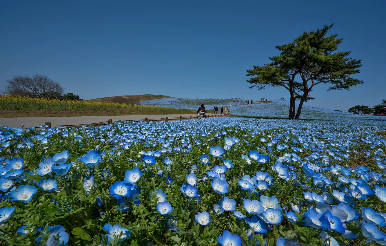 Photo wallpaper flowers, Park, tree, Japan, Hitachi Seaside Park, Hitachinaka