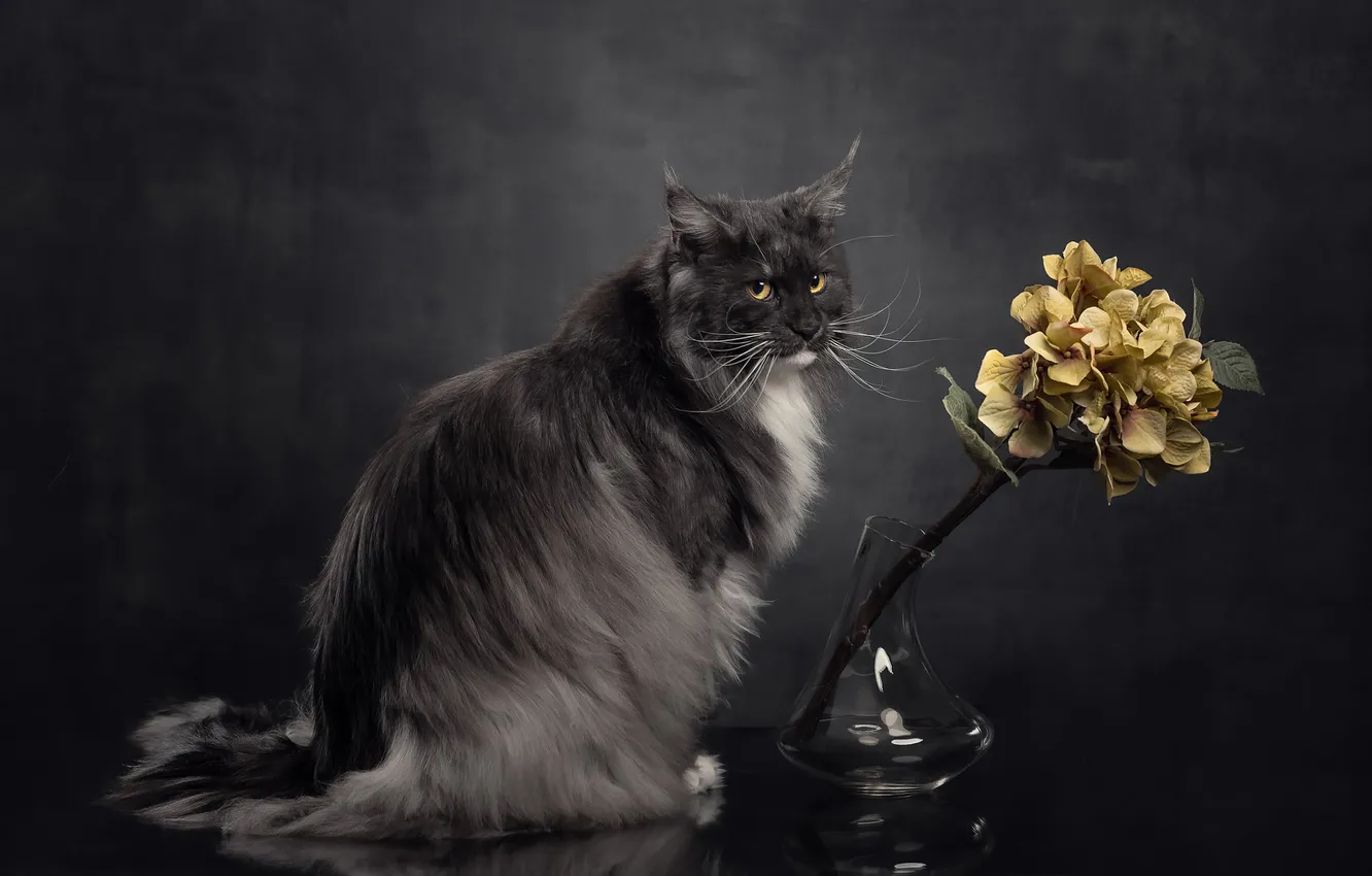Photo wallpaper cat, cat, look, pose, face