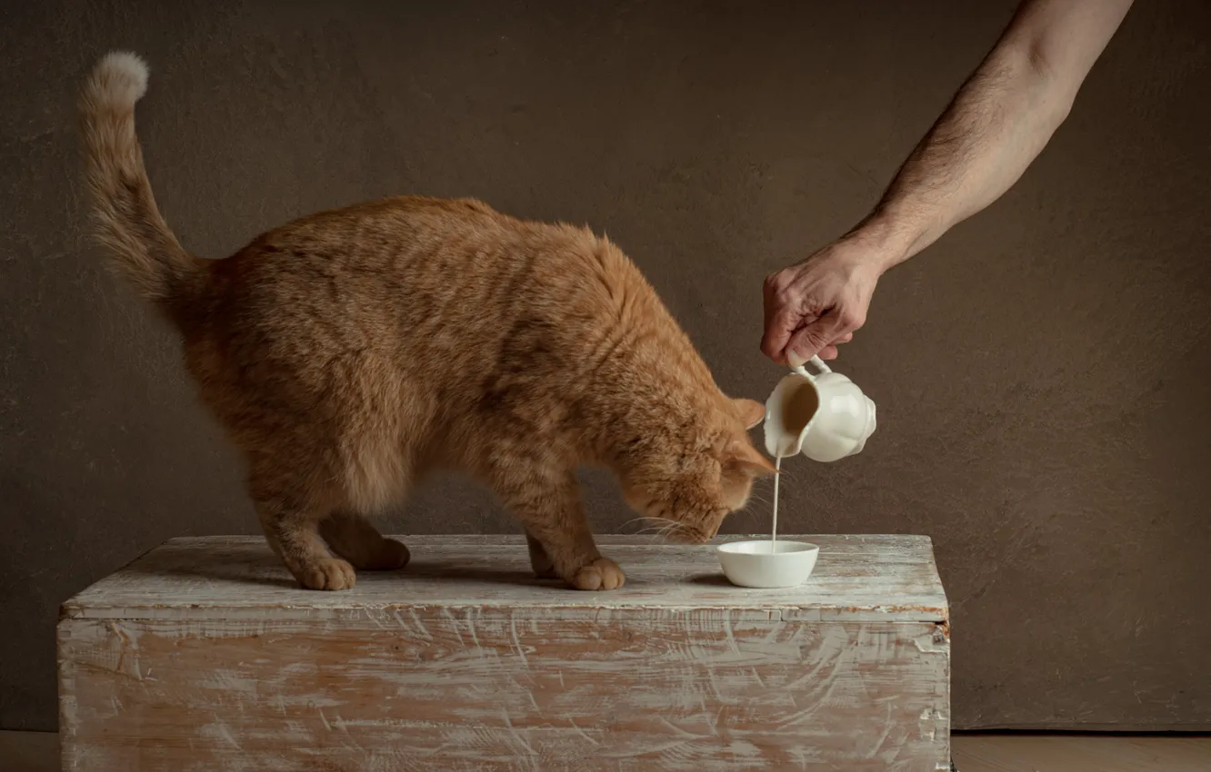 Photo wallpaper cat, cat, pose, hand, milk, red, pitcher, the owner