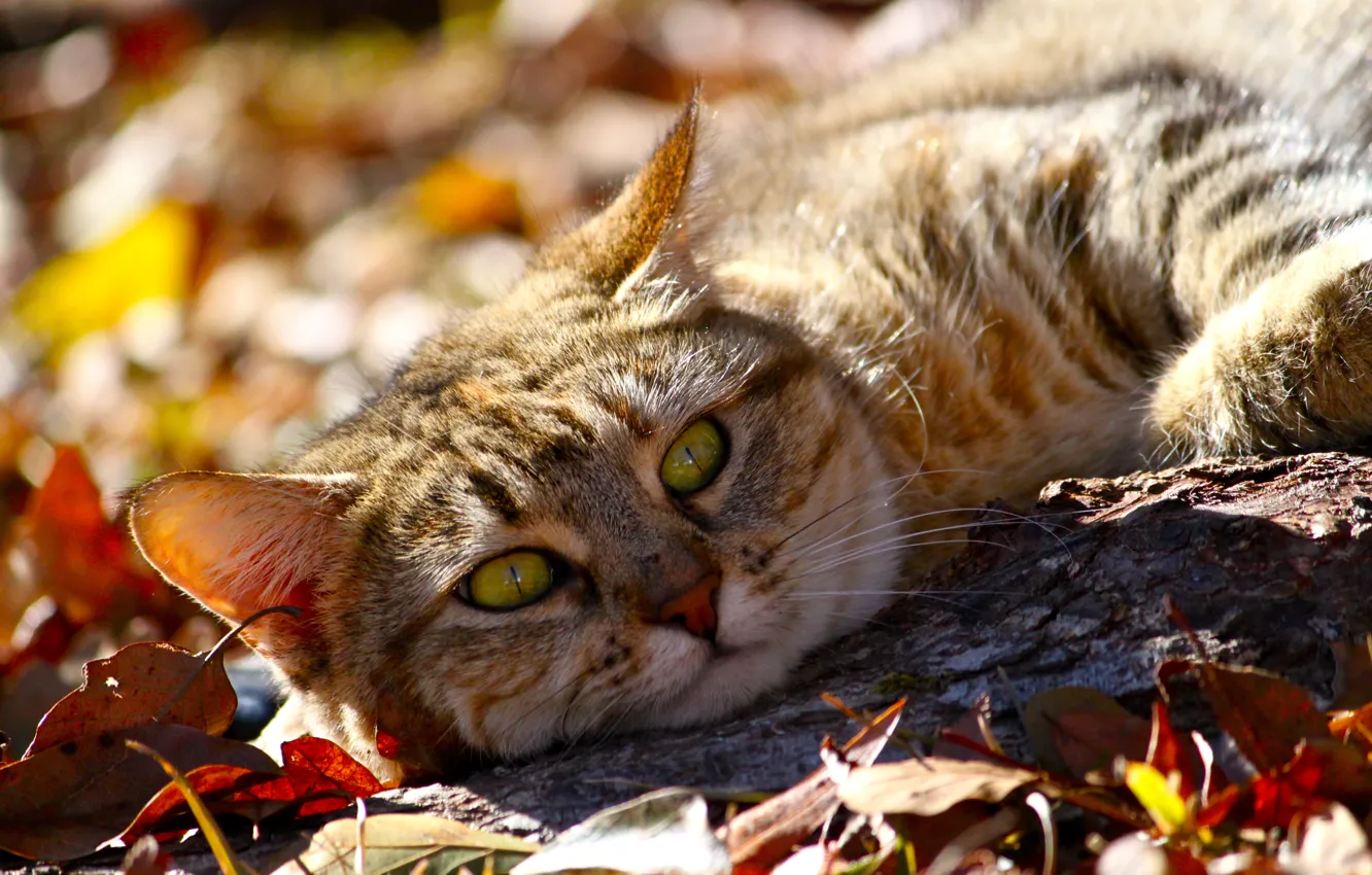 Photo wallpaper autumn, cat, look, face, leaves, animal, lies