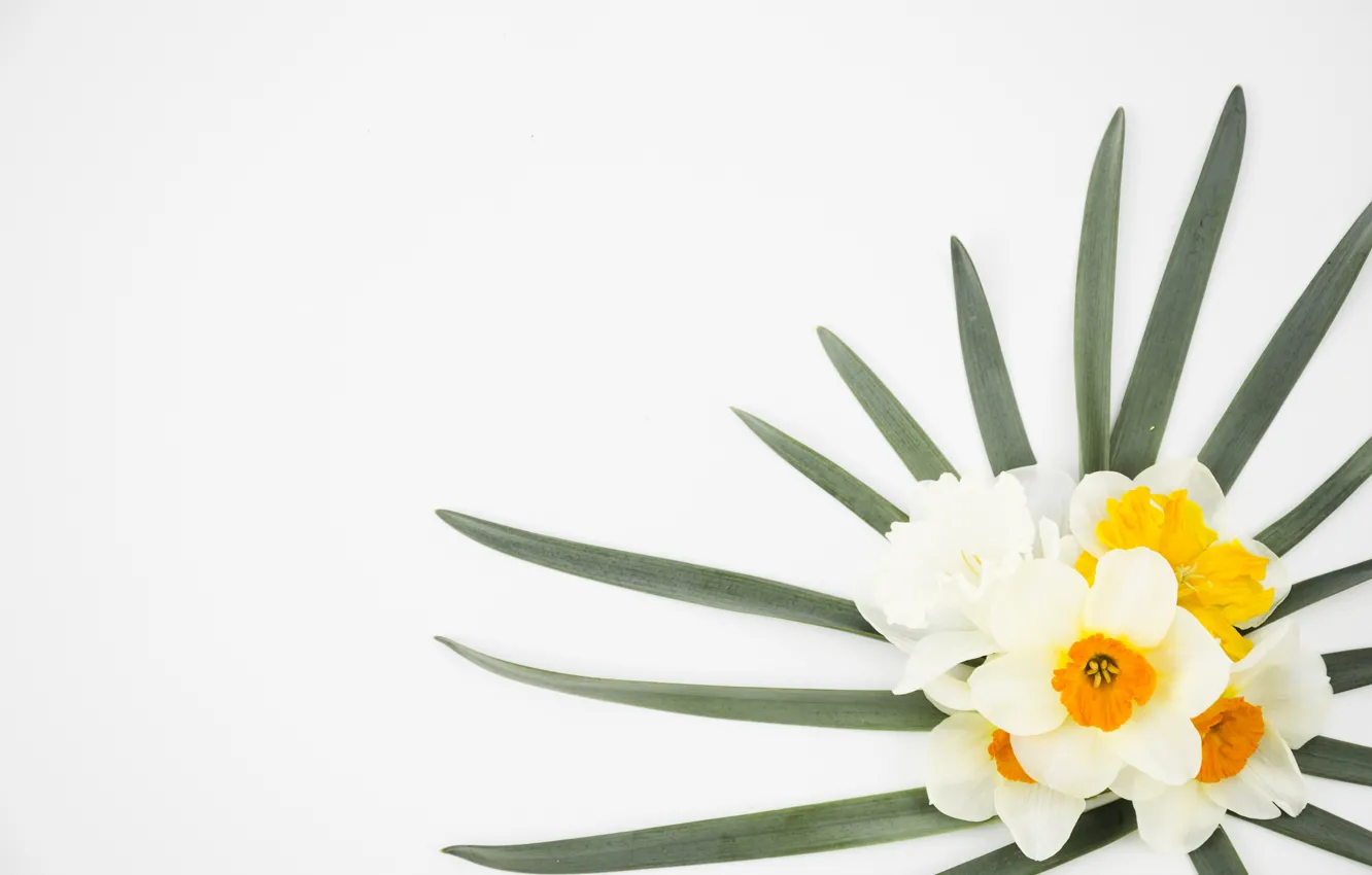 Photo wallpaper leaves, flowers, background, daffodils