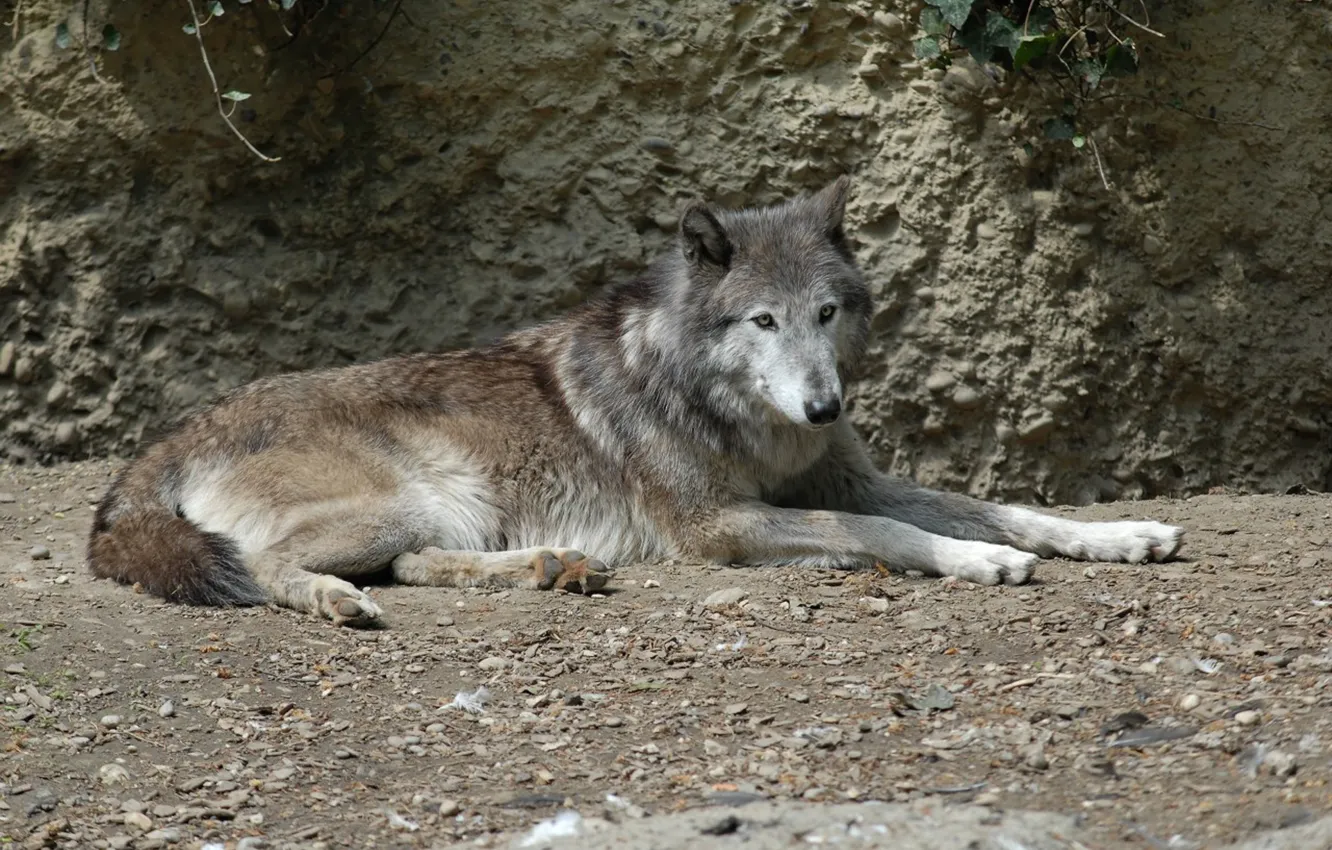 Photo wallpaper nature, predator, animal, wolf, wildlife, portrait., Canis lupus. face • wolf • portrait • predator